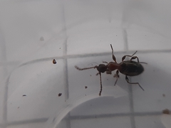 Anthelephila pedestris