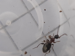 Anthelephila pedestris