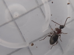 Anthelephila pedestris