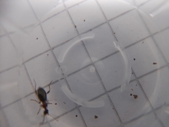 Anthelephila pedestris