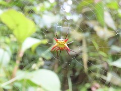Micrathena guerini