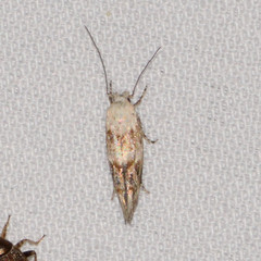 Mompha rufocristatella