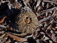 Amblypneustes elevatus elevatus