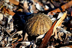 Short-spined Urchin