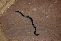 Afrotyphlops schlegelii