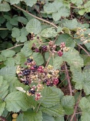 Rubus conjungens