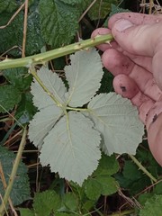 Rubus conjungens