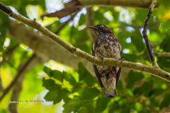 Xipholena atropurpurea