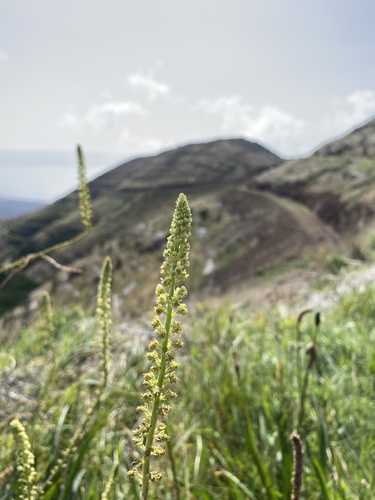 Reseda luteola image