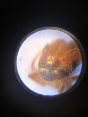 Pheidole californica