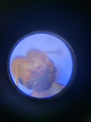 Pheidole californica