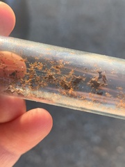 Pheidole californica