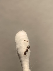 Pheidole californica