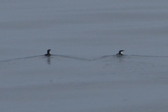 Synthliboramphus scrippsi