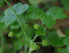 Hydrocotyle acutiloba