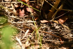 Liolaemus schroederi