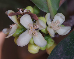 Garcinia warrenii