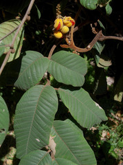 Diploglottis macrantha