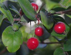 Eugenia reinwardtiana