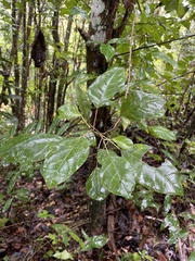 Hieronyma clusioides