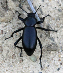 Eleodes grandicollis
