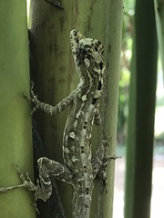 Anolis lemurinus