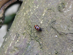 Neolema fasciata