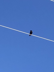 Sturnus vulgaris