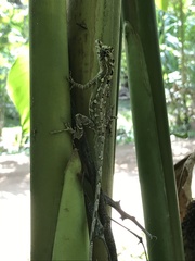 Anolis lemurinus