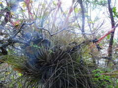 Tillandsia juncea