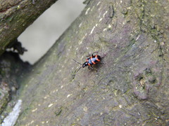 Neolema fasciata
