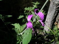 Hypoestes floribunda