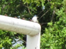 Tachycineta albiventer