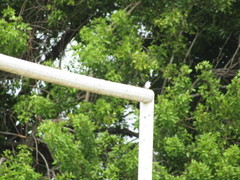 Tachycineta albiventer