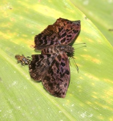 Cycloglypha tisias