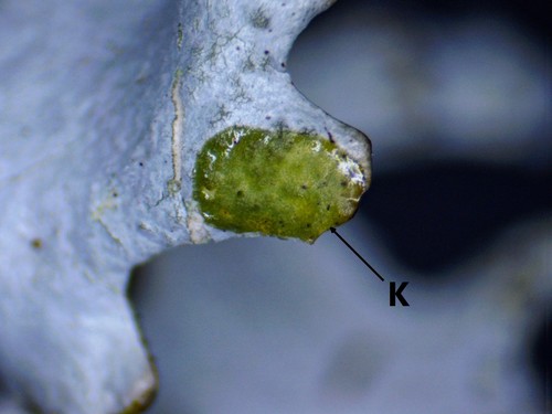 Powdered Loop Lichen