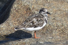 Arenaria interpres