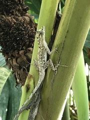 Anolis lemurinus