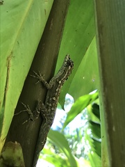 Anolis lemurinus
