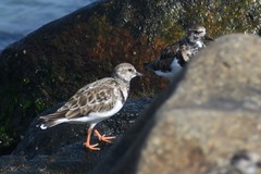 Arenaria interpres