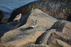 Arenaria interpres