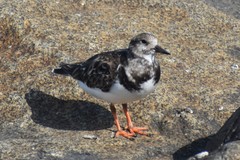 Arenaria interpres