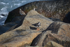Arenaria interpres