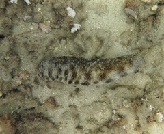 Holothuria dofleinii