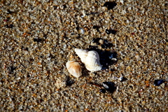 Cymatiella
