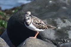 Arenaria interpres