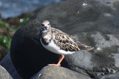 Arenaria interpres