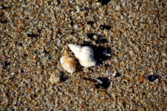 Cymatiella