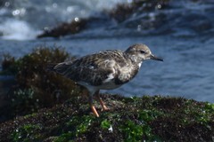 Arenaria interpres