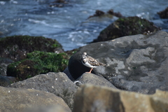 Arenaria interpres